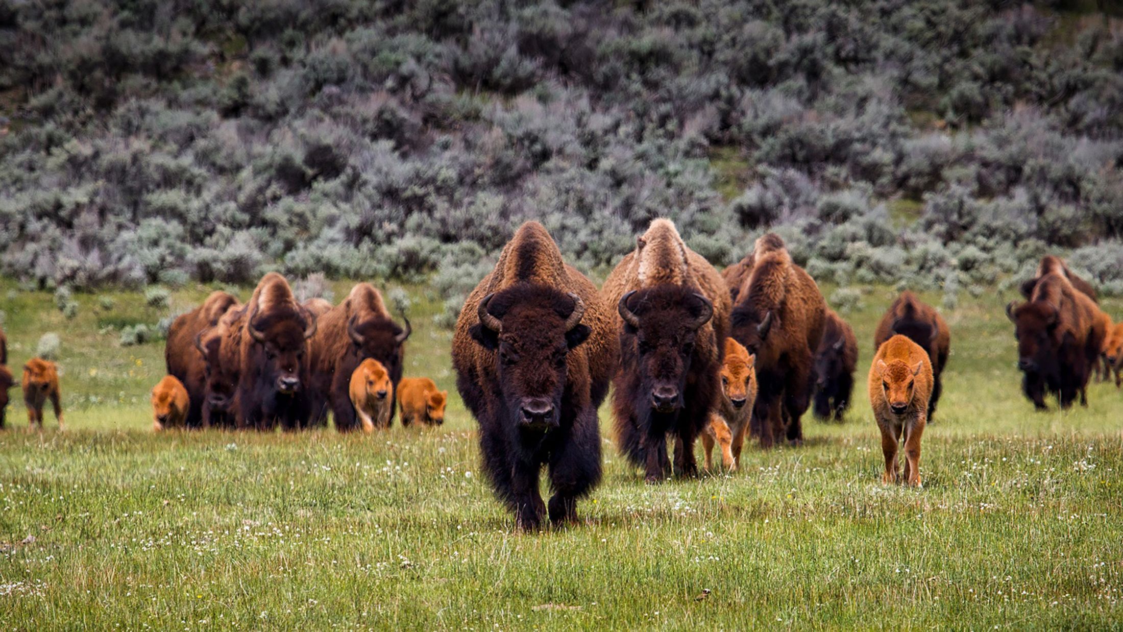 yellowstone wildlife tours winter