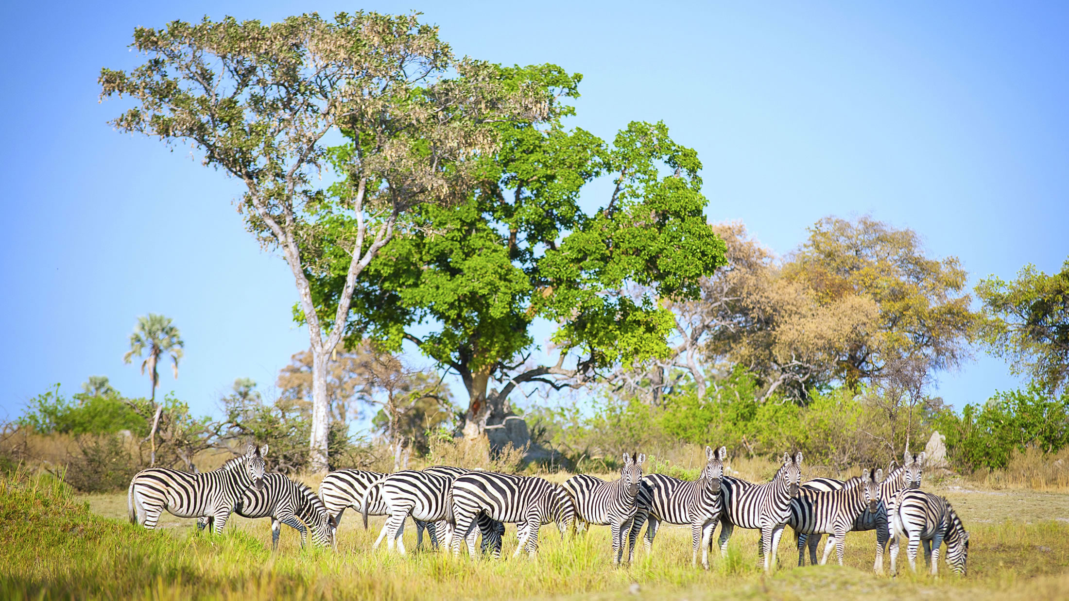 Botswana Luxury Safari Holidays Hayes Jarvis Holidays